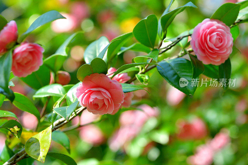 山茶花/日本山茶花花:红色，粉红色和白色